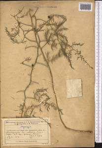 Спаржа, Средняя Азия и Казахстан, Муюнкумы, Прибалхашье и Бетпак-Дала (M9) (Казахстан)