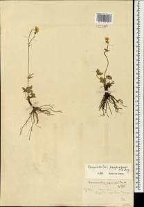 Лютик близкий C.A.Mey., Монголия (MONG) (Монголия)