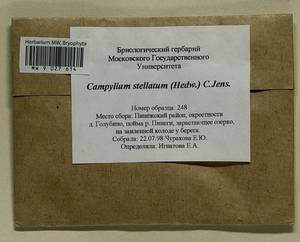 Campylium stellatum (Hedw.) Lange & C.E.O. Jensen, Гербарий мохообразных, Мхи - Архангельская и Вологодская области, Коми, Ненецкий АО (B7) (Россия)