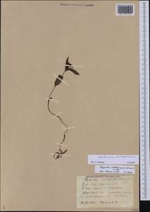 Epipactis persica (Soó) Hausskn. ex Nannf., Кавказ, Азербайджан (K6) (Азербайджан)