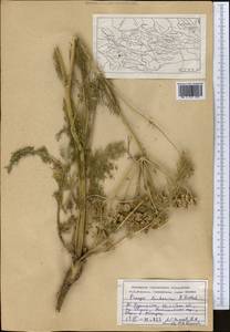 Прангос бухарский B.Fedtsch., Средняя Азия и Казахстан, Памир и Памиро-Алай (M2) (Таджикистан)