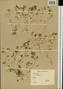 Звездчатка средняя, Мокрица (L.) Vill., Восточная Европа, Северный район (E1) (Россия)