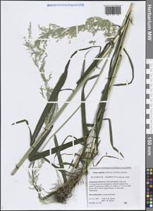 Цинна широколистная (Trevir. ex Göpp.) Griseb., Сибирь, Дальний Восток (S6) (Россия)