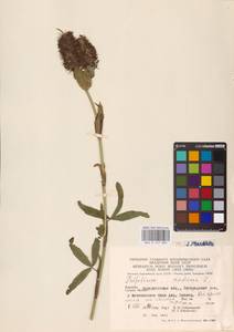 Клевер краснеющий L., Восточная Европа, Западно-Украинский район (E13) (Украина)