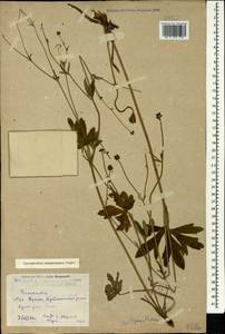 Ranunculus polyanthemos subsp. meyerianus (Rupr.) Elenevsky & Derv.-Sokol., Кавказ, Дагестан (K2) (Россия)