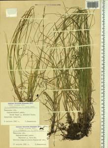Осока седеющая, Осока сероватая, Сибирь, Западная Сибирь (S1) (Россия)