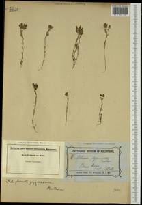 Rhodanthe pygmaea (DC.) P.G. Wilson, Австралия и Океания (AUSTR) (Австралия)