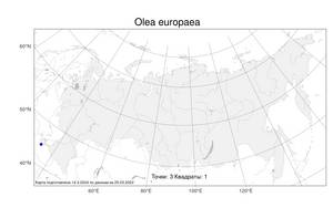 Olea europaea, Маслина европейская, Олива L., Атлас флоры России (FLORUS) (Россия)