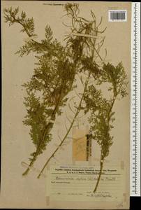 Дескурения Софии (L.) Webb ex Prantl, Кавказ, Азербайджан (K6) (Азербайджан)