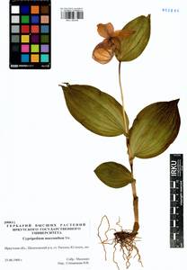 Венерин башмачок крупноцветковый Sw., Сибирь, Прибайкалье и Забайкалье (S4) (Россия)