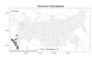 Teucrium chamaedrys, Дубровник обыкновенный L., Атлас флоры России (FLORUS) (Россия)