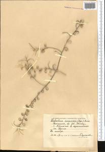 Малькольмия скорпионовидная (Bunge) Boiss., Средняя Азия и Казахстан, Прикаспийский Устюрт и Северное Приаралье (M8) (Казахстан)