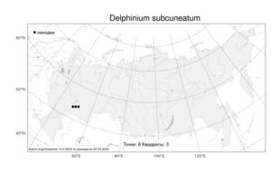 Delphinium subcuneatum, Живокость почти-клиновидная Tzvelev, Атлас флоры России (FLORUS) (Россия)