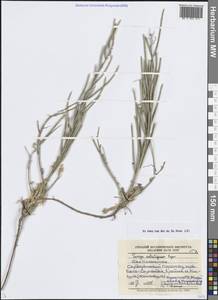 Паррия стручковатая Popov, Средняя Азия и Казахстан, Западный Тянь-Шань и Каратау (M3) (Казахстан)