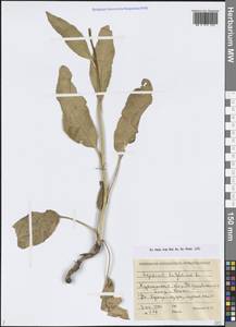 Клоповник широколистный L., Сибирь, Западная Сибирь (S1) (Россия)