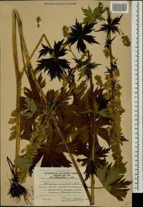 Борец восточный Mill., Кавказ, Южная Осетия (K4b) (Южная Осетия)