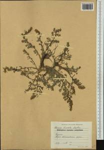 Spirobassia hirsuta (L.) Freitag & G. Kadereit, Западная Европа (EUR) (Болгария)
