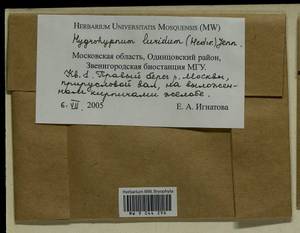 Hygrohypnum luridum (Hedw.) Jenn., Гербарий мохообразных, Мхи - Москва и Московская область (B6a) (Россия)
