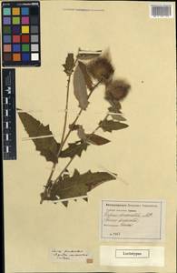 Cirsium osseticum subsp. osseticum, Кавказ (без точных местонахождений) (K0) (Неизвестно)