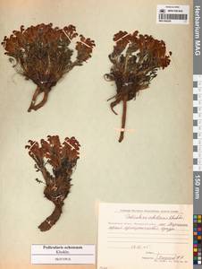 Мытник охотский A.P.Khokhr., Сибирь, Чукотка и Камчатка (S7) (Россия)