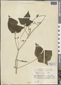 Vigna unguiculata subsp. unguiculata, Зарубежная Азия (ASIA) (КНР)