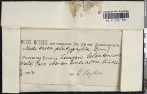 Porella platyphylla (L.) Pfeiff., Гербарий мохообразных, Мхи - Москва и Московская область (B6a) (Россия)