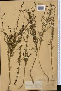 Лепторабдос мелкоцветковый (Benth.) Benth., Средняя Азия и Казахстан, Джунгарский Алатау и Тарбагатай (M5) (Казахстан)