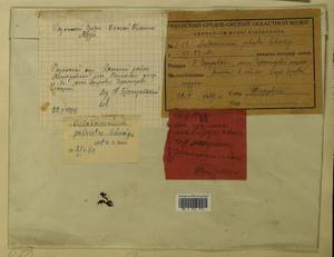 Aulacomnium palustre (Hedw.) Schwägr., Гербарий мохообразных, Мхи - Центральное Нечерноземье (B6) (Россия)