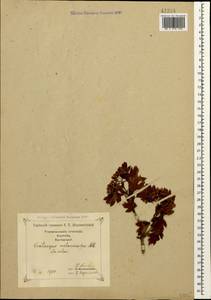 Боярышник пятипестичный Waldst. & Kit. ex Willd., Кавказ, Грузия (K4) (Грузия)