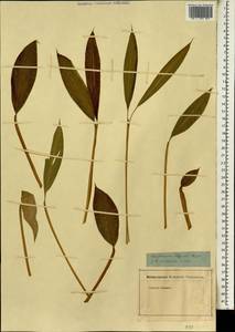 Aframomum strobilaceum (Sm.) Hepper, Африка (AFR) (Неизвестно)