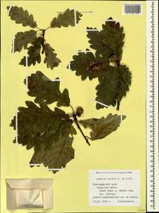 Дуб скальный (Matt.) Liebl., Кавказ, Черноморское побережье (от Новороссийска до Адлера) (K3) (Россия)