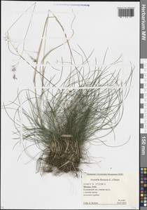 Лерхенфельдия извилистая, Овсик извилистый (L.) Drejer, Восточная Европа, Московская область и Москва (E4a) (Россия)