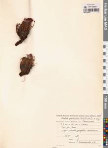 Родиола четырехнадрезная, Родиола четырехчленная (Pall.) Fisch. & C.A.Mey., Сибирь, Чукотка и Камчатка (S7) (Россия)