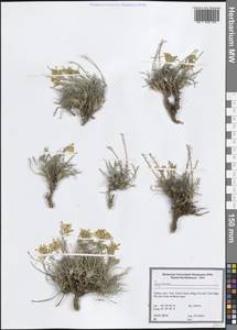 Желтушник, Зарубежная Азия (ASIA) (Турция)