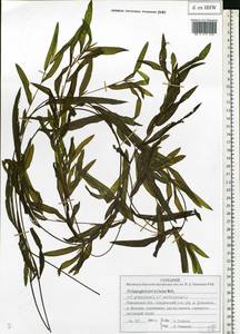 Potamogeton × nitens Weber, Восточная Европа, Волжско-Камский район (E7) (Россия)