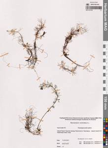 Уруть мутовчатая L., Сибирь, Чукотка и Камчатка (S7) (Россия)