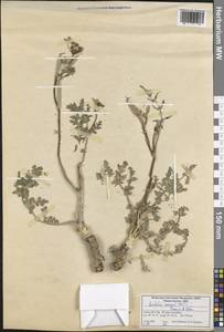 Leiotulus secacul (Mill.) Pimenov & Ostr., Зарубежная Азия (ASIA) (Турция)