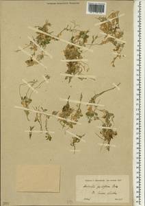 Aubrieta parviflora Boiss., Зарубежная Азия (ASIA) (Иран)
