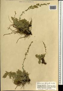 Полынь холодная Willd., Монголия (MONG) (Монголия)