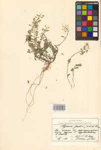 Бурачок Гмелина Jord. & Fourr., Восточная Европа, Литва (E2a) (Литва)