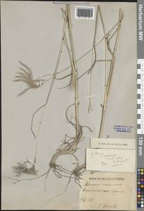 Бородач обыкновенный (L.) Keng, Крым (KRYM) (Россия)