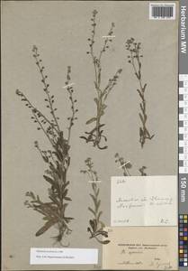 Незабудка полевая (L.) Hill, Восточная Европа, Московская область и Москва (E4a) (Россия)