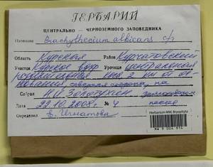 Brachythecium albicans (Hedw.) Schimp., Гербарий мохообразных, Мхи - Центральное Черноземье (B10) (Россия)