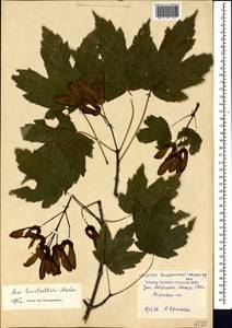 Acer heldreichii subsp. trautvetteri (Medvedev) A. E. Murray, Кавказ, Азербайджан (K6) (Азербайджан)