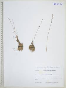 Шейхцерия болотная L., Сибирь, Дальний Восток (S6) (Россия)