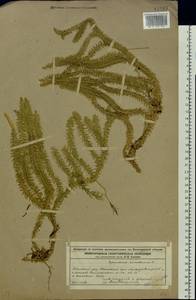 Spinulum annotinum subsp. annotinum, Восточная Европа, Волжско-Камский район (E7) (Россия)