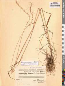 Пырейник смешиваемый (Roshev.) Tzvelev, Сибирь, Чукотка и Камчатка (S7) (Россия)