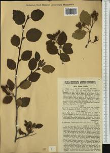 Alnus alnobetula subsp. alnobetula, Западная Европа (EUR) (Италия)