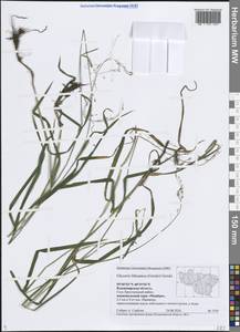 Манник литовский (Gorski) Gorski, Восточная Европа, Центральный район (E4) (Россия)