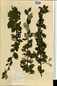 Кизильник черноплодный G.Lodd., Монголия (MONG) (Монголия)